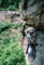 Scouts Climbing at Torrent Falls - June 2006